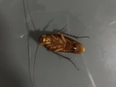 佛山防控害虫所消灭蟑螂的误区有哪些