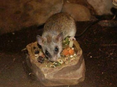 禅城专业灭鼠中心餐厅如何做好灭鼠防鼠工作